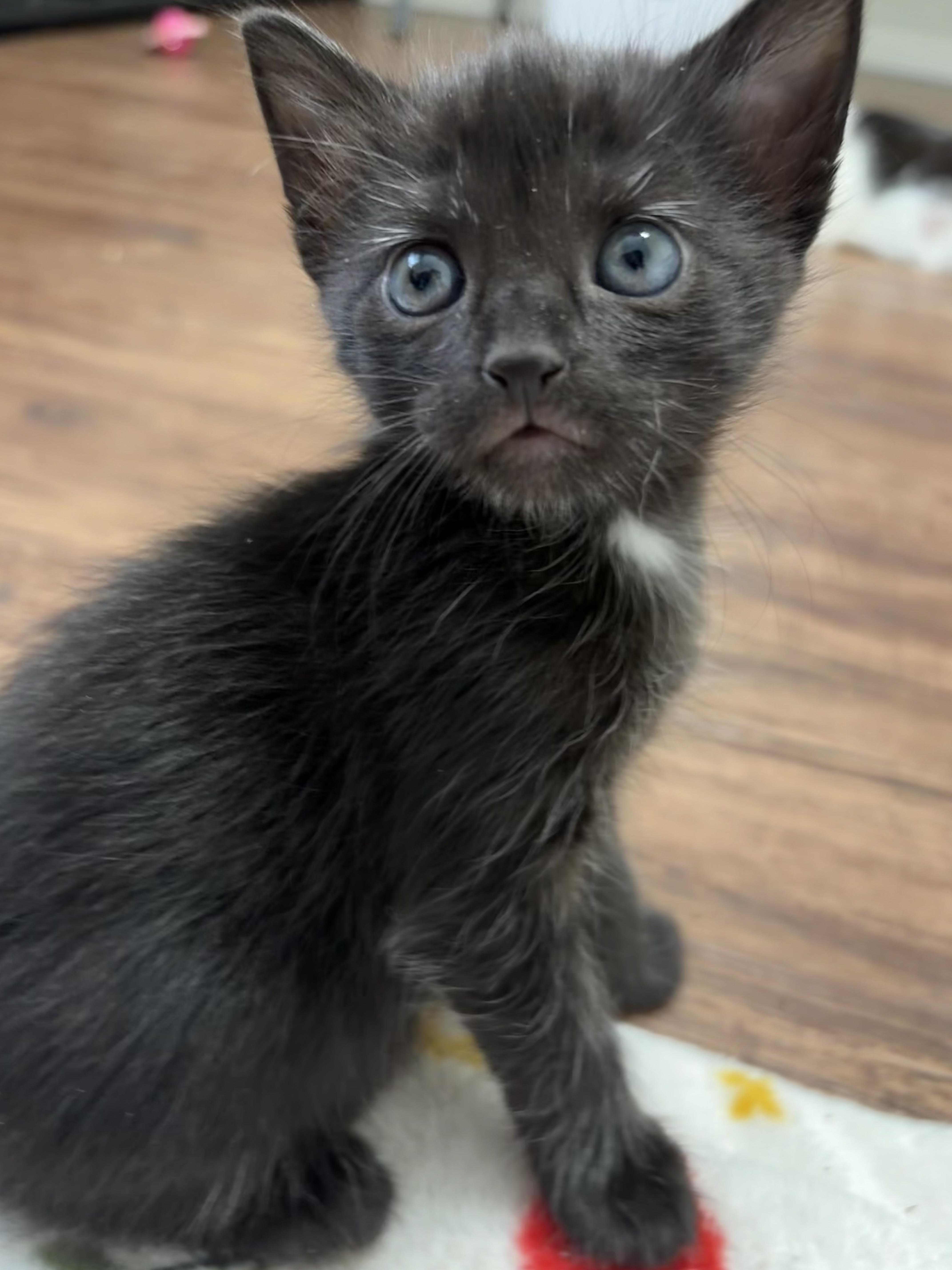 A baby medium-sized female Black Domestic Short Hair cat named Lobelia for adoption in Liverpool, TX