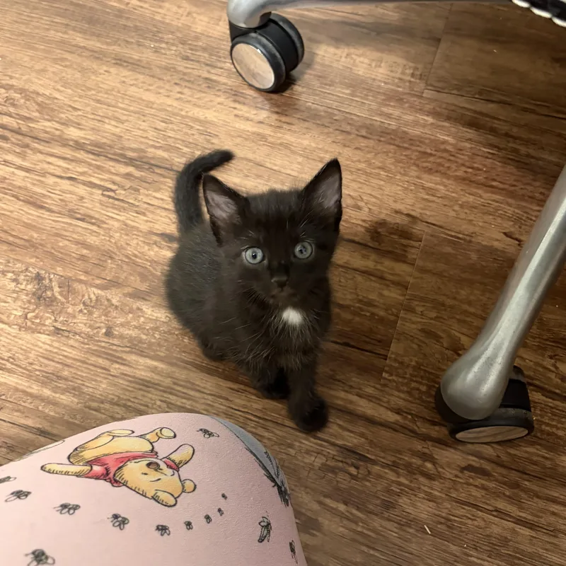Lobelia thumbnail 4