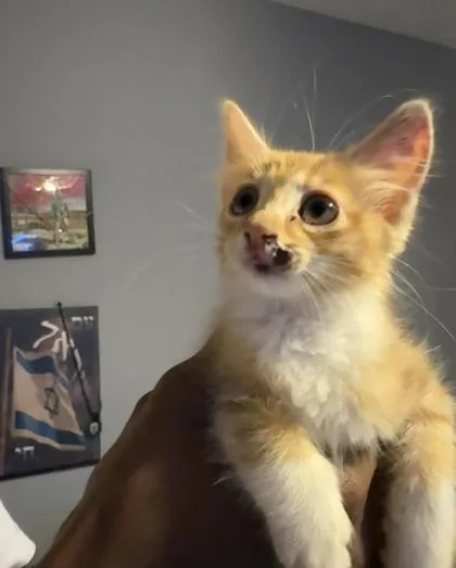 A young small-sized female Domestic Short Hair cat named 316 for adoption in Lawrenceville, GA