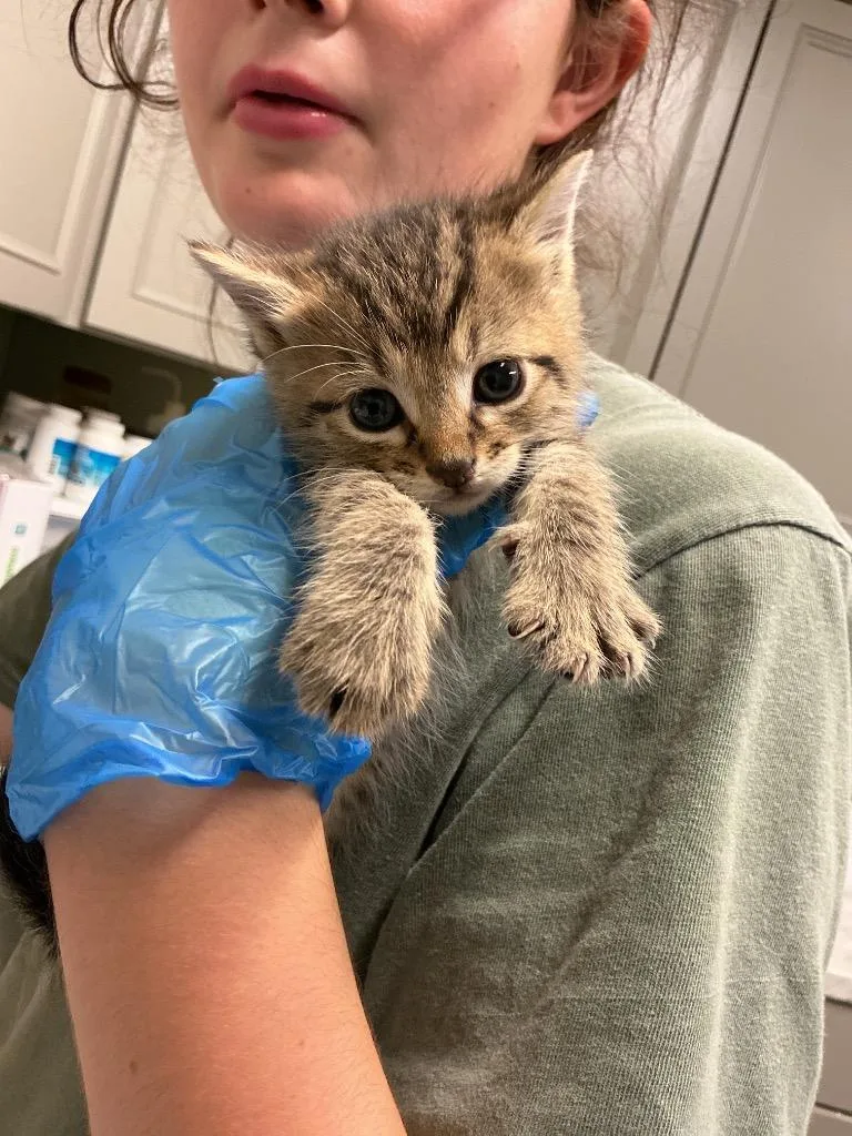 A baby small-sized male Abyssinian cat named Piglet for adoption in Dyersburg, TN