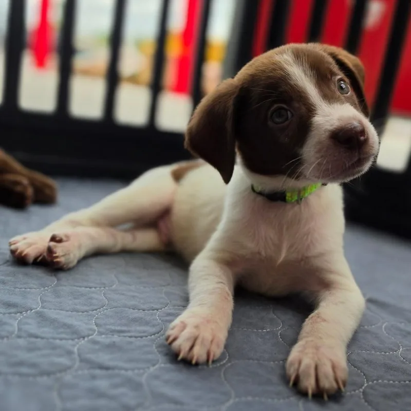 A baby medium-sized male White / Cream Terrier dog named Snoopy for adoption in Kissimmee, FL