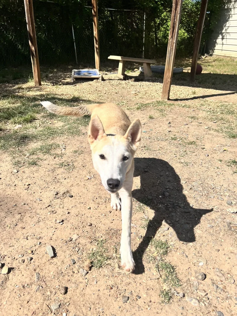 A young medium-sized female Basenji dog named Layla for adoption in Shreveport, LA