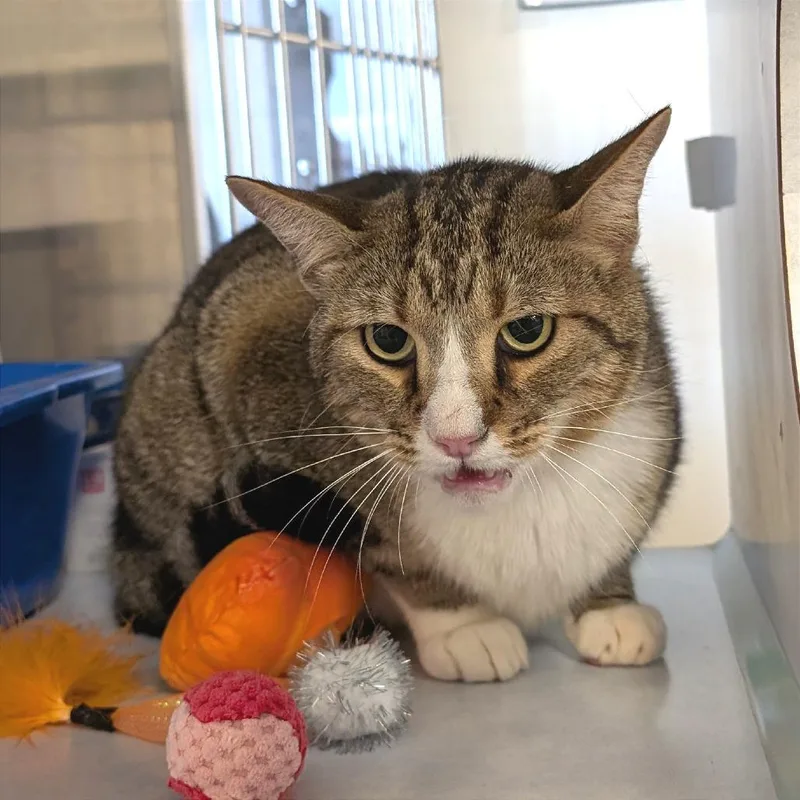 An adult large-sized male White Domestic Short Hair cat named Frederick for adoption in Buchanan Dam, TX