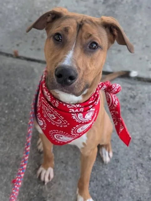A young large-sized male Mixed Breed dog named Simba for adoption in Jacksonville, FL