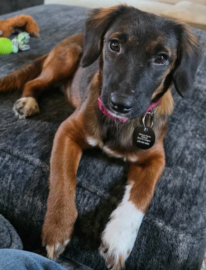 A baby medium-sized female Spaniel dog named Brownie for adoption in West Bloomfield, MI