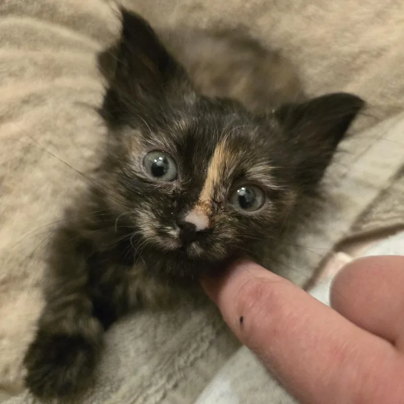 A baby small-sized female Tortoiseshell Domestic Short Hair cat named Frida for adoption in Madison, WI
