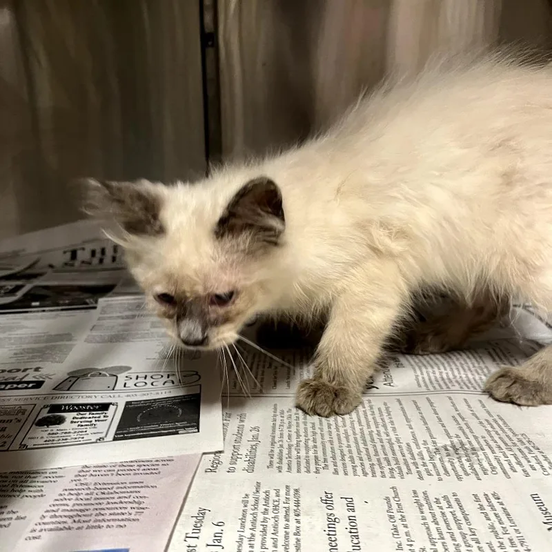 A baby small-sized male White Domestic Long Hair cat named Strata for adoption in Pauls Valley, OK
