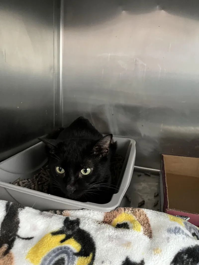 A young extra large-sized male Domestic Short Hair cat named Tiny Tim for adoption in Honolulu, HI