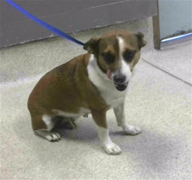 An adult small-sized female Parson Russell Terrier dog named Missy for adoption in Tallahassee, FL