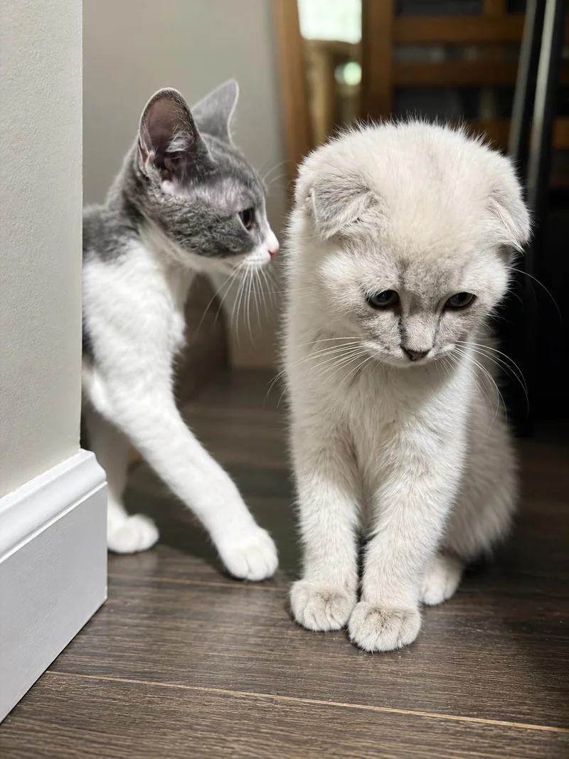 A baby small-sized male Scottish Fold cat named Tocky for adoption in Rio Linda, CA