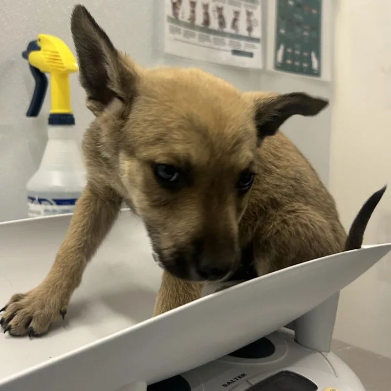 A baby small-sized male Yellow / Tan / Blond / Fawn Mixed Breed dog named Alfred for adoption in Park City, UT