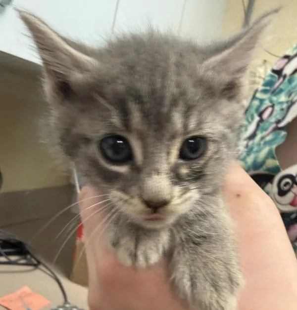 A baby small-sized female Domestic Short Hair cat named Rose for adoption in Salisbury, MD