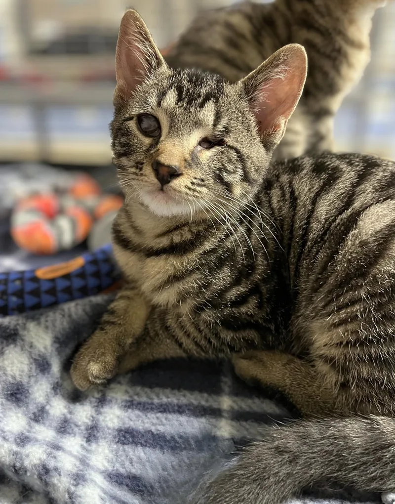 A baby medium-sized male Tabby (Brown / Chocolate) Domestic Short Hair cat named Mustang for adoption in Seville, OH