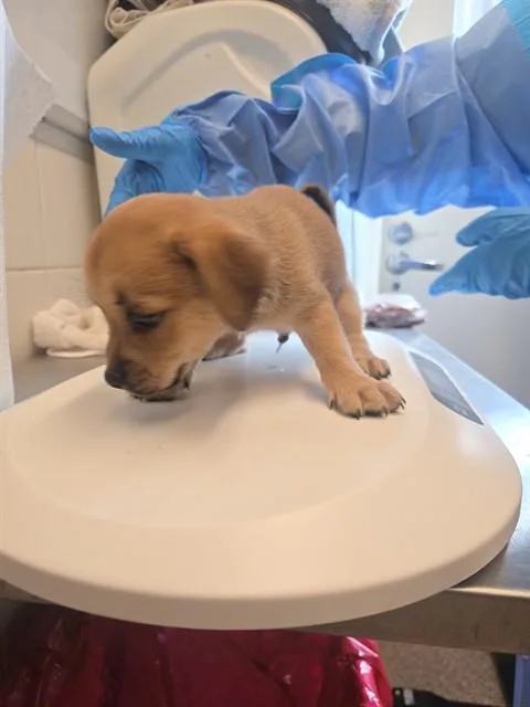 A baby small-sized male Chihuahua dog named Sharp Tooth for adoption in Albuquerque, NM