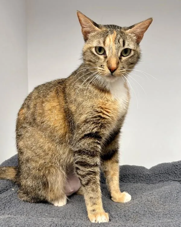 An adult small-sized female Domestic Short Hair cat named Emmy for adoption in Novato, CA