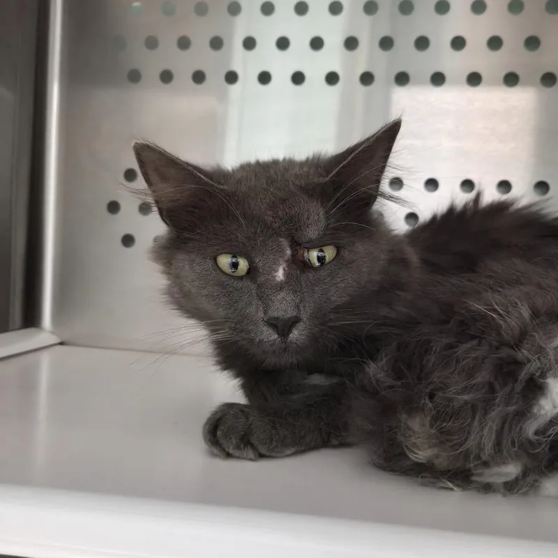 A young medium-sized female Domestic Short Hair cat named Tabby for adoption in Athens, TN
