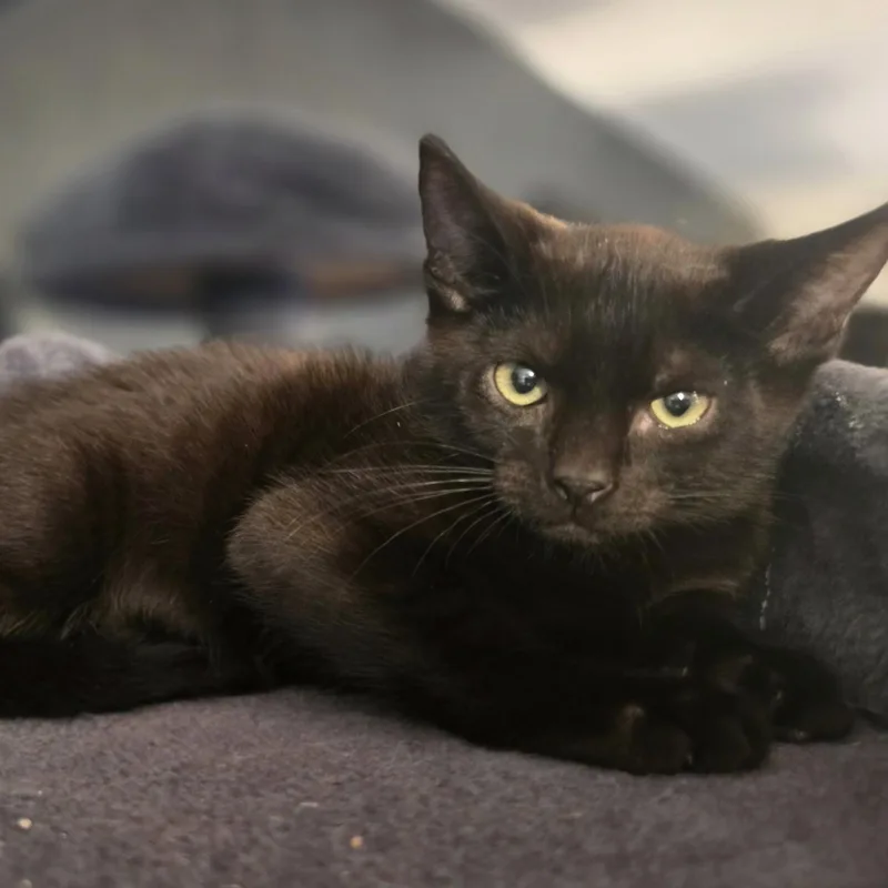 A baby small-sized male Domestic Short Hair cat named Boo for adoption in Bentonville, AR