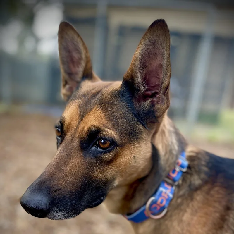 An adult medium-sized female Belgian Shepherd / Malinois dog named Sister for adoption in San Andreas, CA