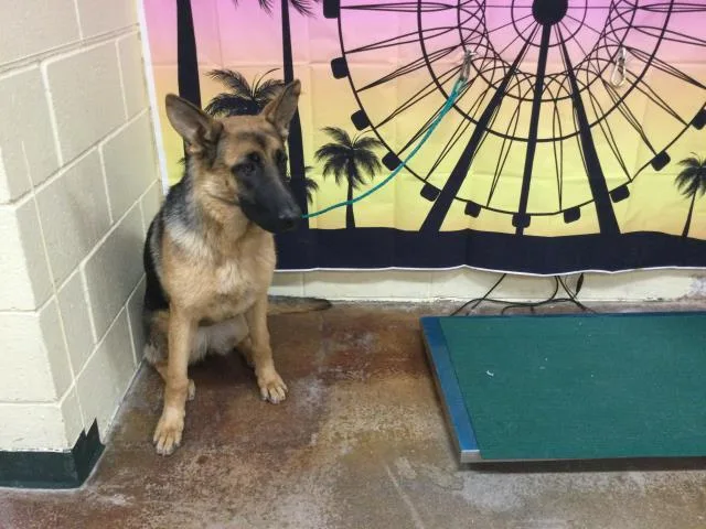 An adult large-sized female German Shepherd Dog dog named Tessie for adoption in Thousand Palms, CA