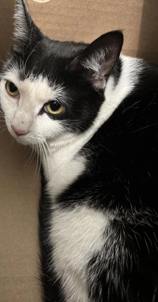 Theodosia