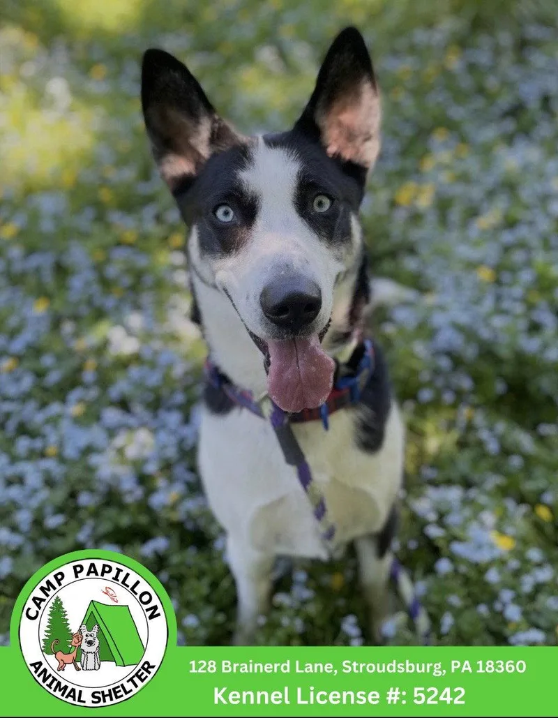 A young medium-sized female Husky dog named Aurora for adoption in Stroudsburg, PA