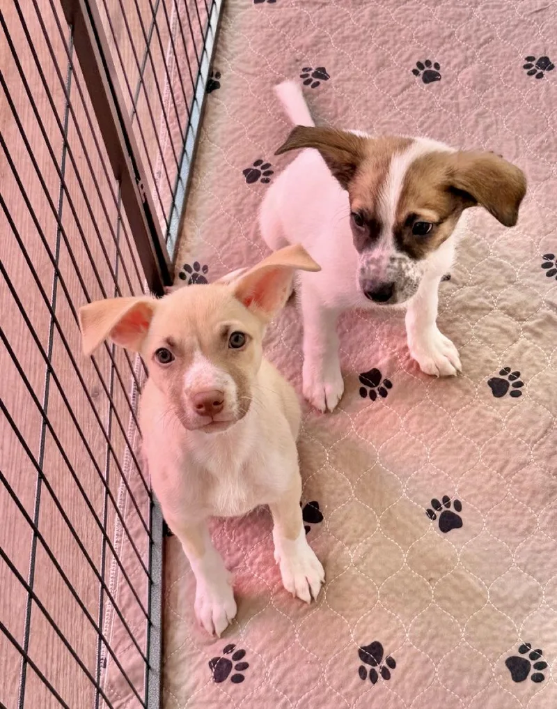 A baby medium-sized female Apricot / Beige American Staffordshire Terrier dog named Santos for adoption in Corona Del Mar, CA