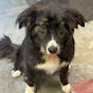 A young medium-sized female Bicolor Australian Shepherd dog named Miss Sassy for adoption in Collegeville, PA