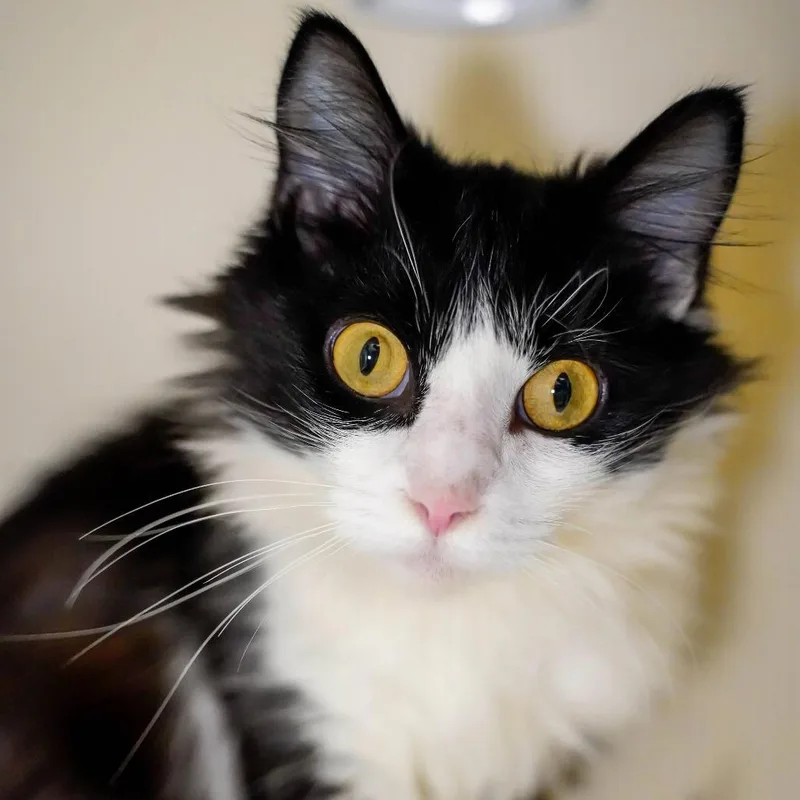 A young medium-sized female Black Domestic Medium Hair cat named Brambly for adoption in Thomaston, ME