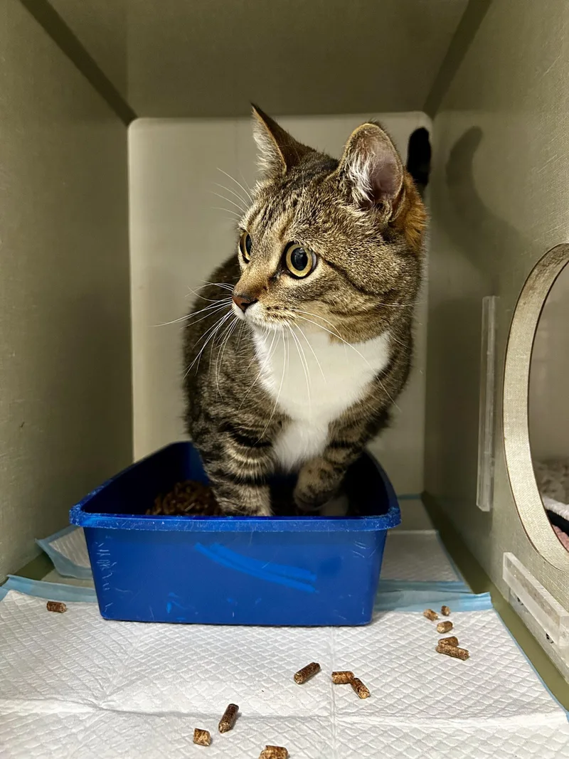 An adult large-sized female Tabby (Brown / Chocolate) Domestic Short Hair cat named Sugar for adoption in Dillon, MT