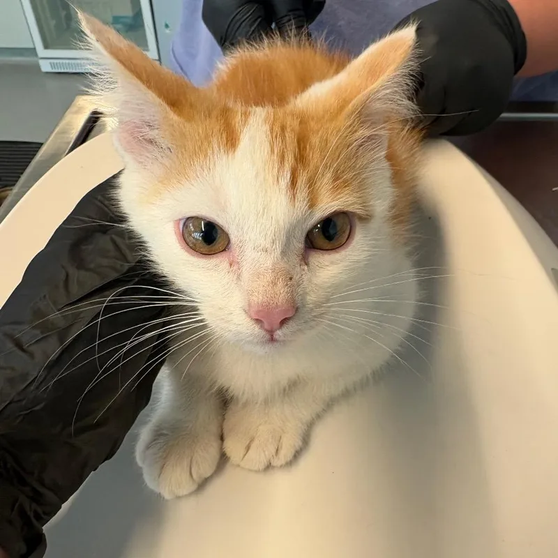 A baby small-sized male White Domestic Short Hair cat named Creamsicle for adoption in Huntington, WV