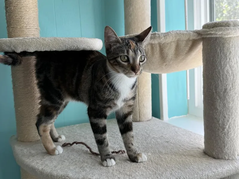 A baby small-sized female Black & White / Tuxedo Calico cat named Cinnamon for adoption in Dallas, TX