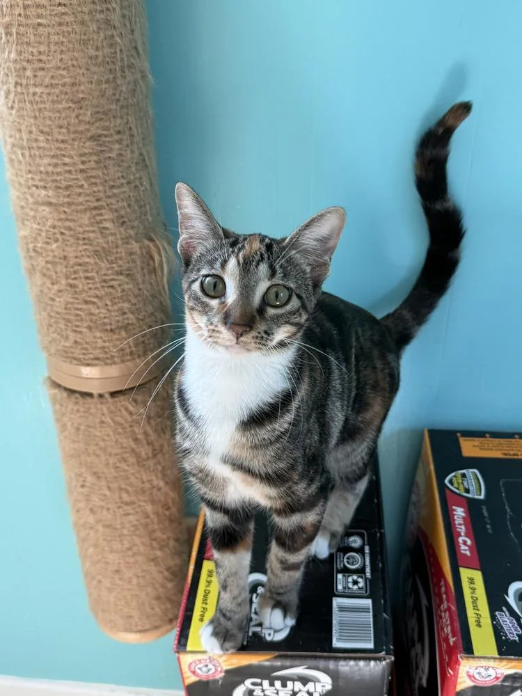Cinnamon thumbnail 2