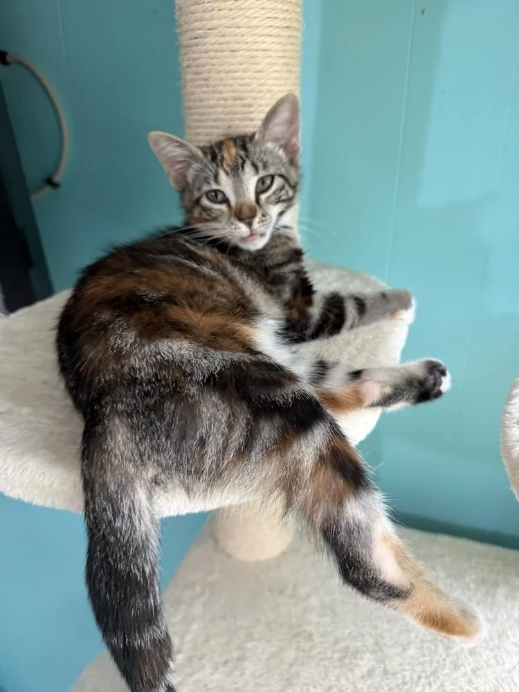 Cinnamon thumbnail 3