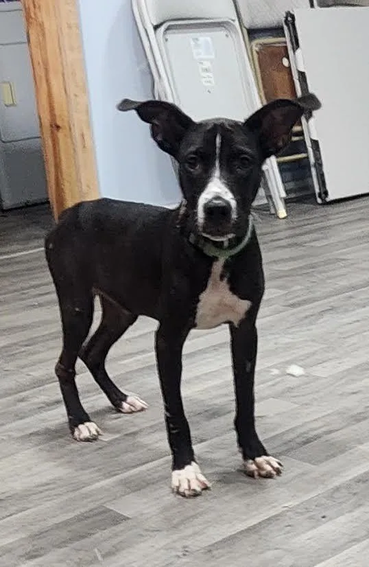 A baby medium-sized female Black Mixed Breed dog named Midnight for adoption in Marshall, AR