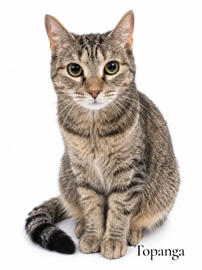 An adult medium-sized female Tortoiseshell Domestic Short Hair cat named Topanga for adoption in Stevensville, MI