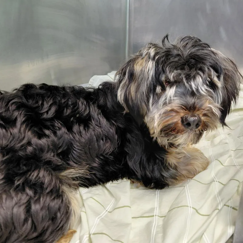 An adult small-sized male Black Terrier dog named Teddy for adoption in Philadelphia, PA