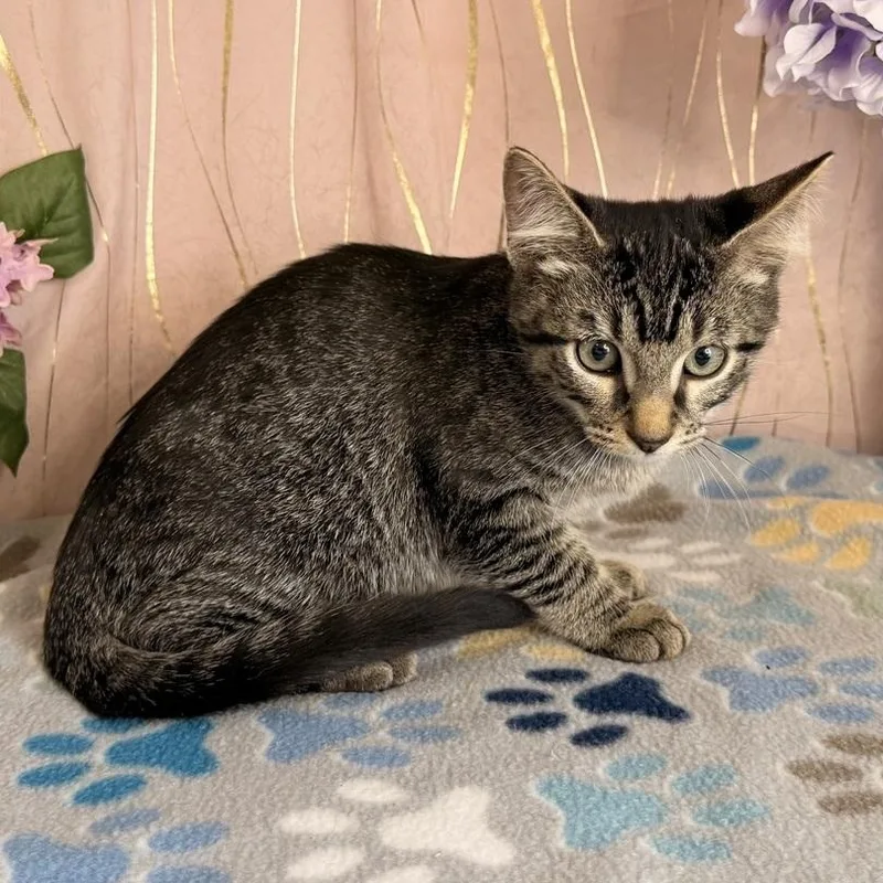 A baby small-sized male Tabby (Gray / Blue / Silver) Domestic Short Hair cat named Tiger for adoption in Long Beach, MS