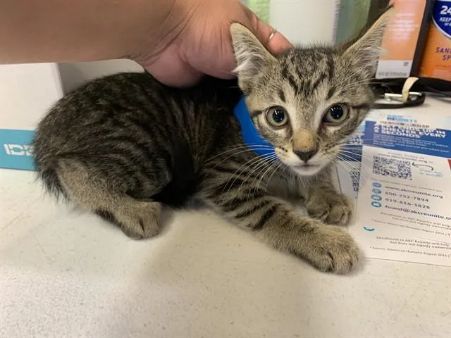 A baby small-sized male Domestic Short Hair cat named Otto for adoption in Grand Prairie, TX