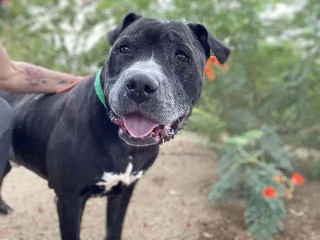 An adult large-sized male Pit Bull Terrier dog named Mayor West for adoption in Phoenix, AZ