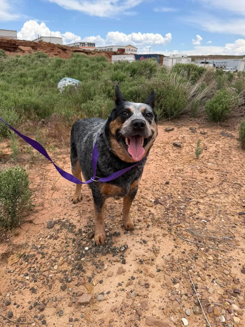 An adult medium-sized male Merle (Blue) Australian Cattle Dog / Blue Heeler dog named Caesar for adoption in Roosevelt, UT