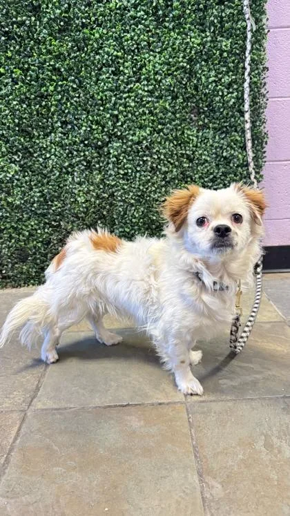 An adult small-sized male White / Cream Mixed Breed dog named 61013833 for adoption in El Paso, TX