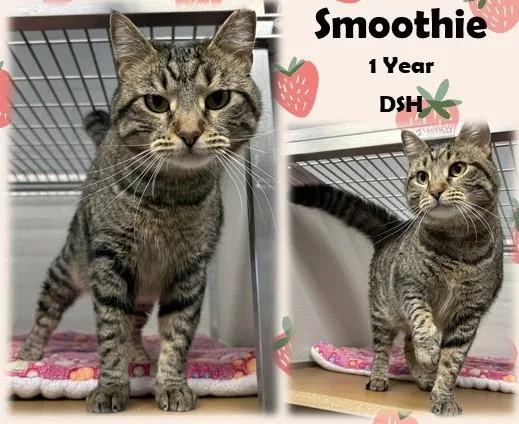 An adult medium-sized female Tabby (Brown / Chocolate) Domestic Short Hair cat named Smoothie for adoption in Franklin, IN