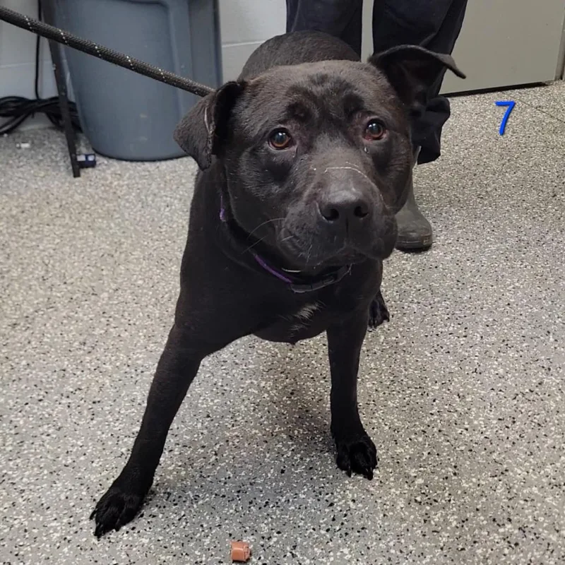 An adult large-sized female Black Labrador Retriever dog named Zariah for adoption in Parkersburg, WV