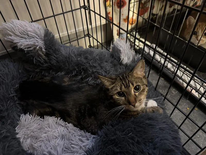 An adult medium-sized female Domestic Short Hair cat named Aryanna for adoption in St. Cloud, MN
