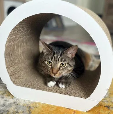 An adult medium-sized male Brown / Chocolate Domestic Short Hair cat named Cilu for adoption in Sanford, FL