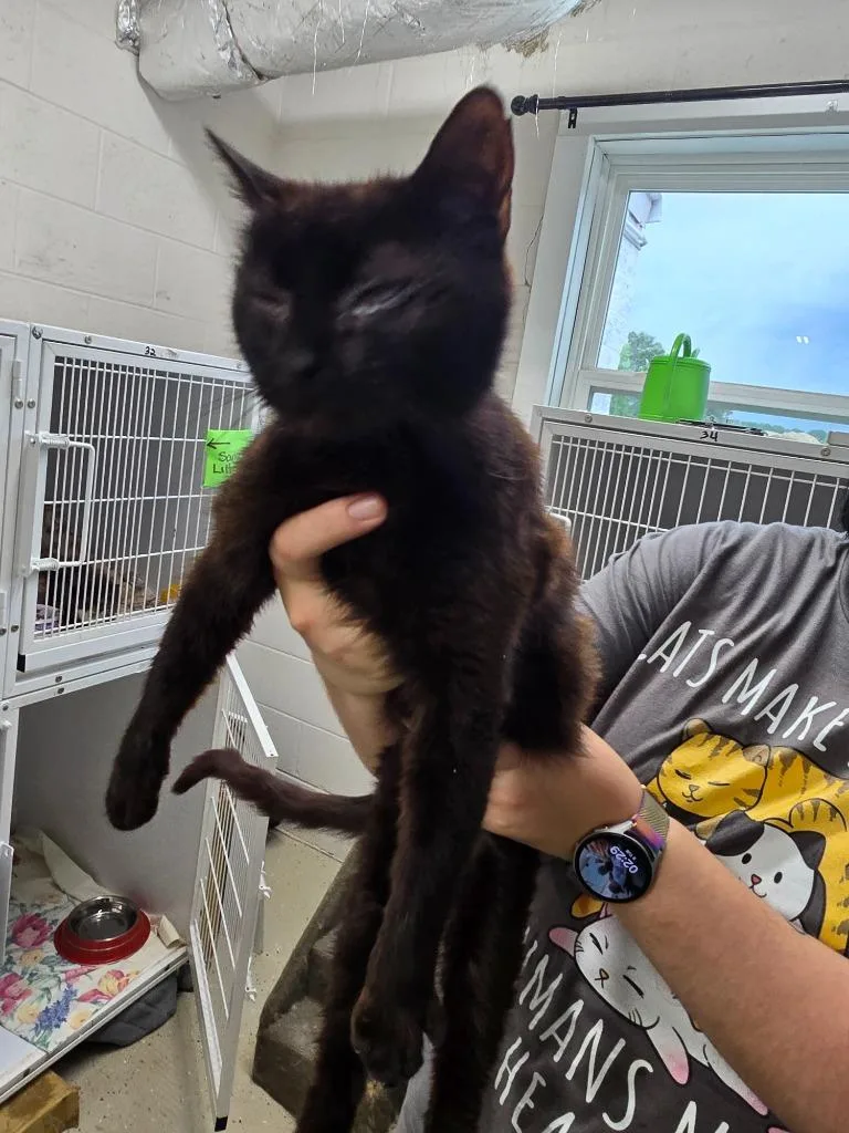 A young medium-sized female Domestic Short Hair cat named Ivy for adoption in Camden, TN