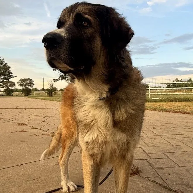 An adult large-sized female Great Pyrenees dog named Miracle for adoption in Krum, TX