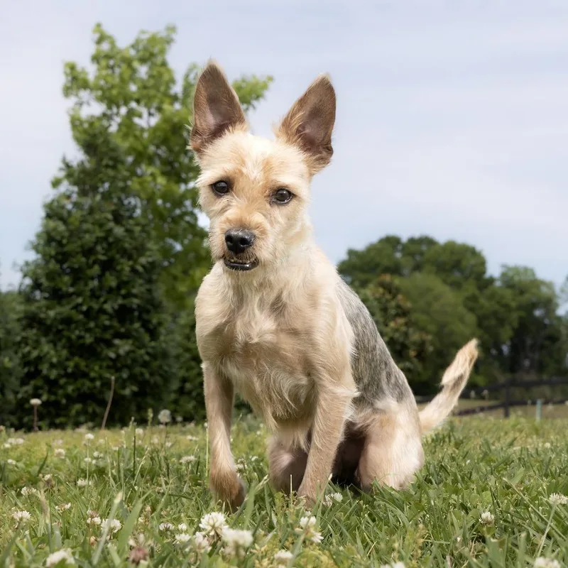 An adult medium-sized male Brown / Chocolate Mixed Breed dog named Papa for adoption in Franklin, TN