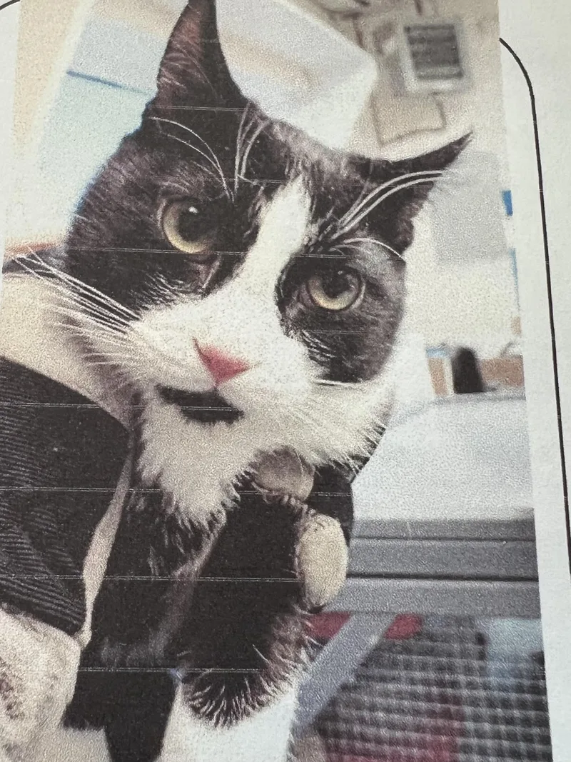 An adult medium-sized male Black & White / Tuxedo Domestic Short Hair cat named Oreo for adoption in New Windsor, NY