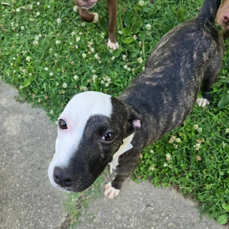 A young small-sized female Black Pit Bull Terrier dog named Baby Spice for adoption in Waldorf, MD